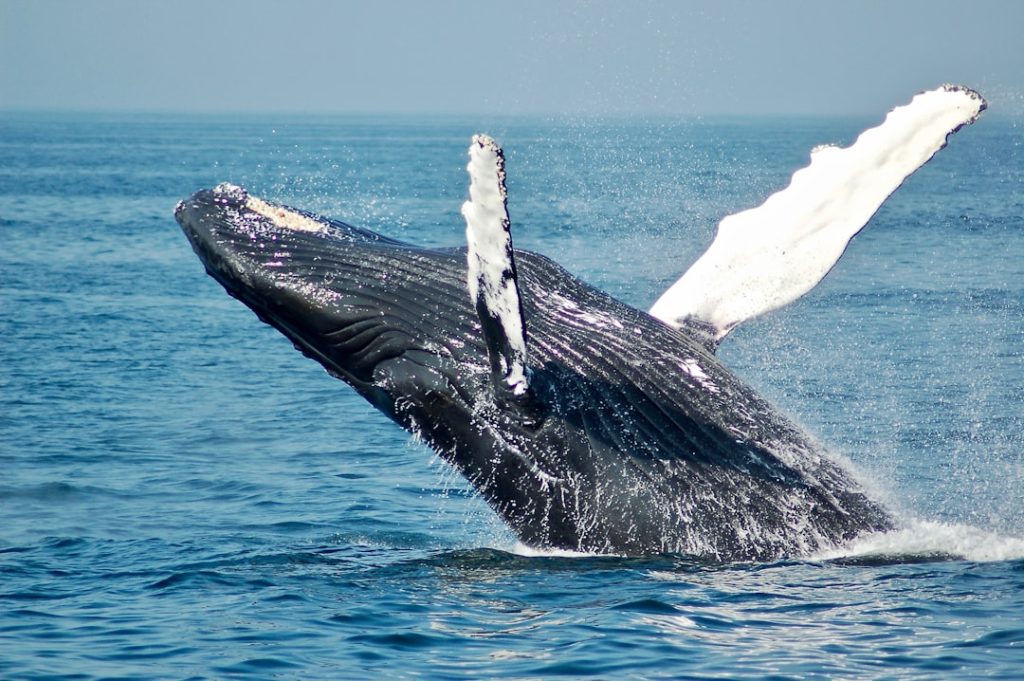 De walvis: het grootste dier op aarde leeft in zee